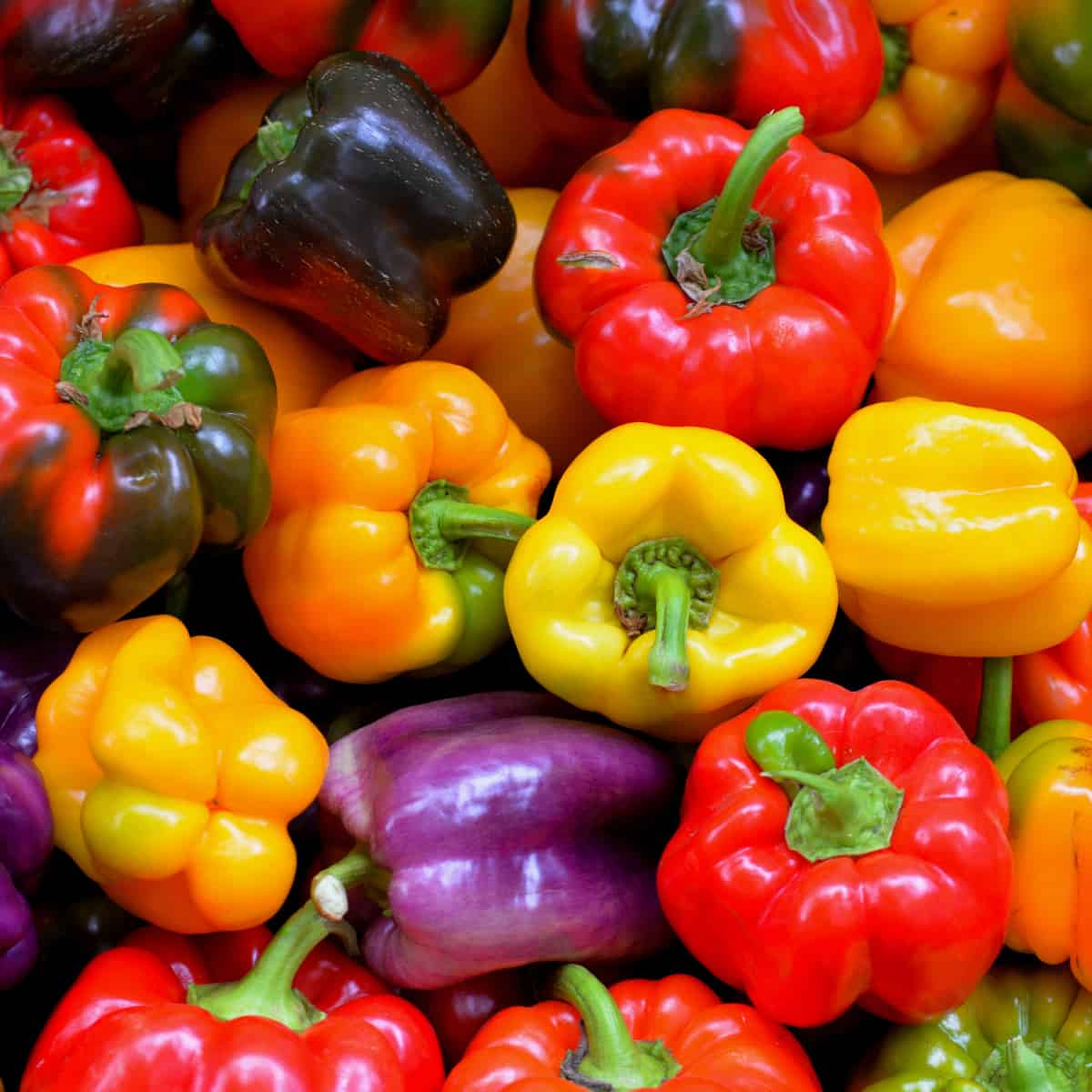 red, yellow, and purple bell peppers 