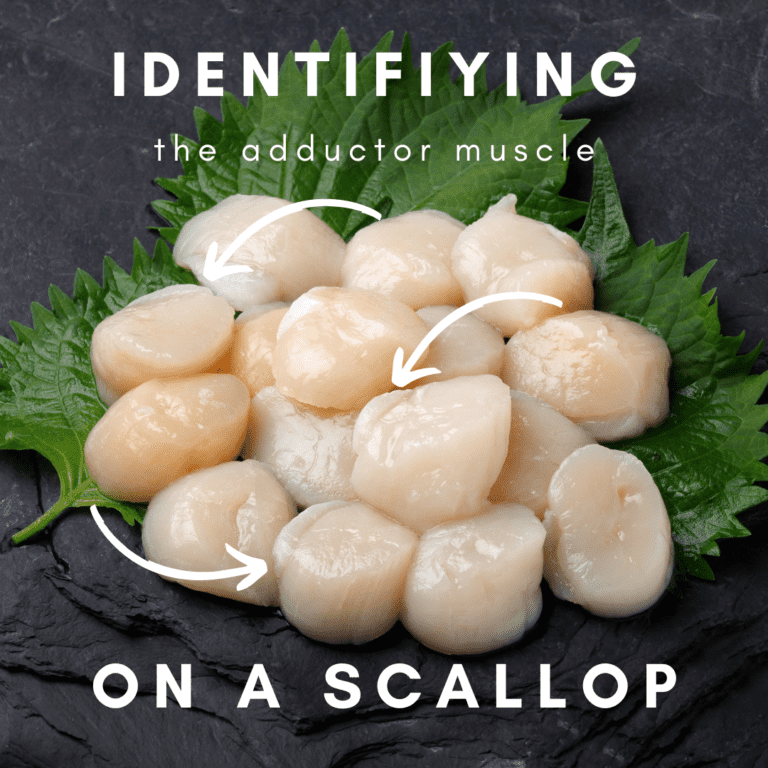 Identifying the Adductor Muscle of a Scallop