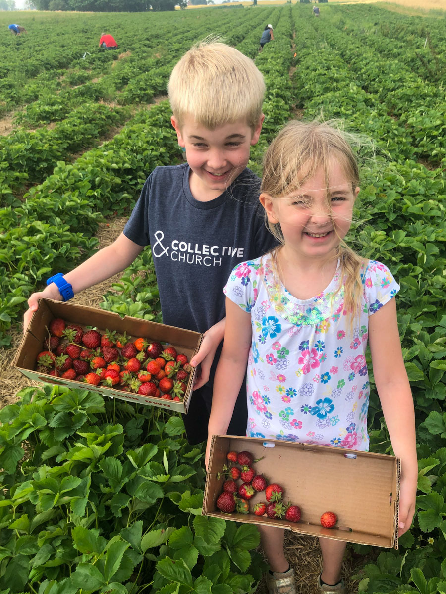 two small kids, in a strawberry field, with boxes of picked strawberries