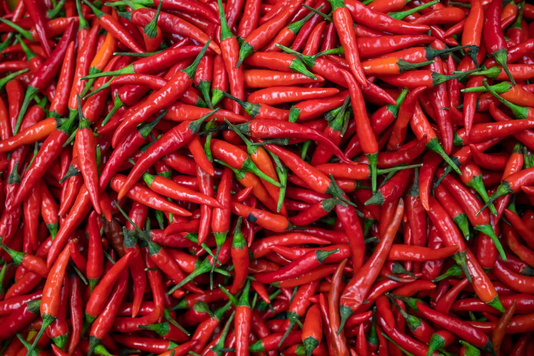 up close of hundreds of red chili peppers 