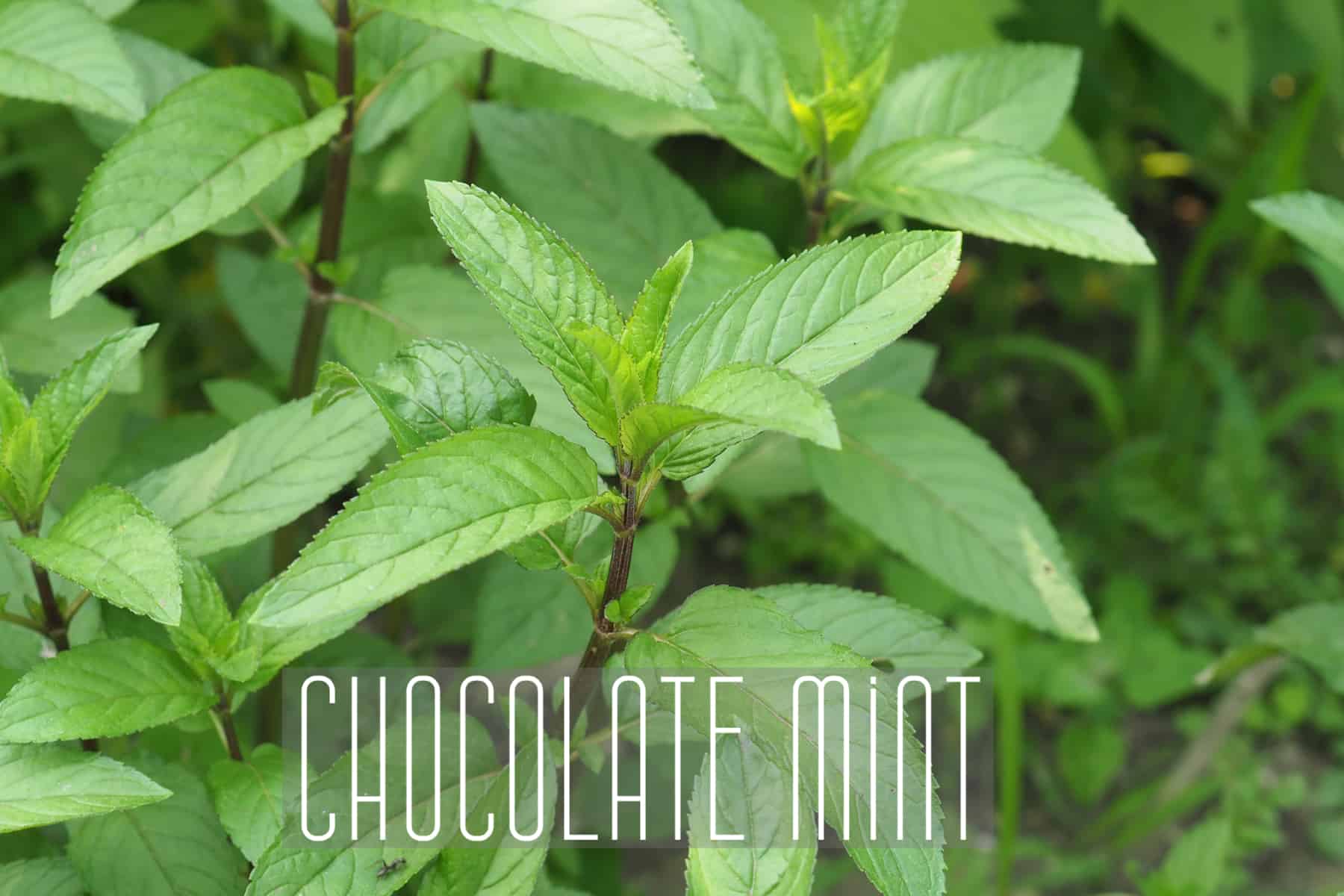 Chocolate Mint