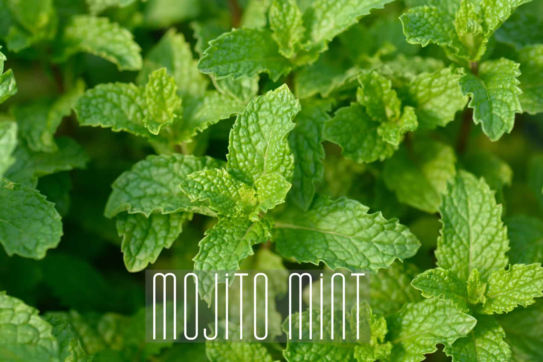 Mojito Mint