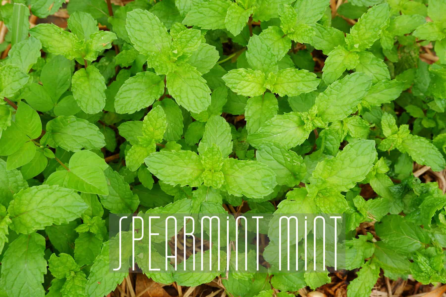 Herb Mint Mentha spicata 'Mojito' Mint from Sedan Floral