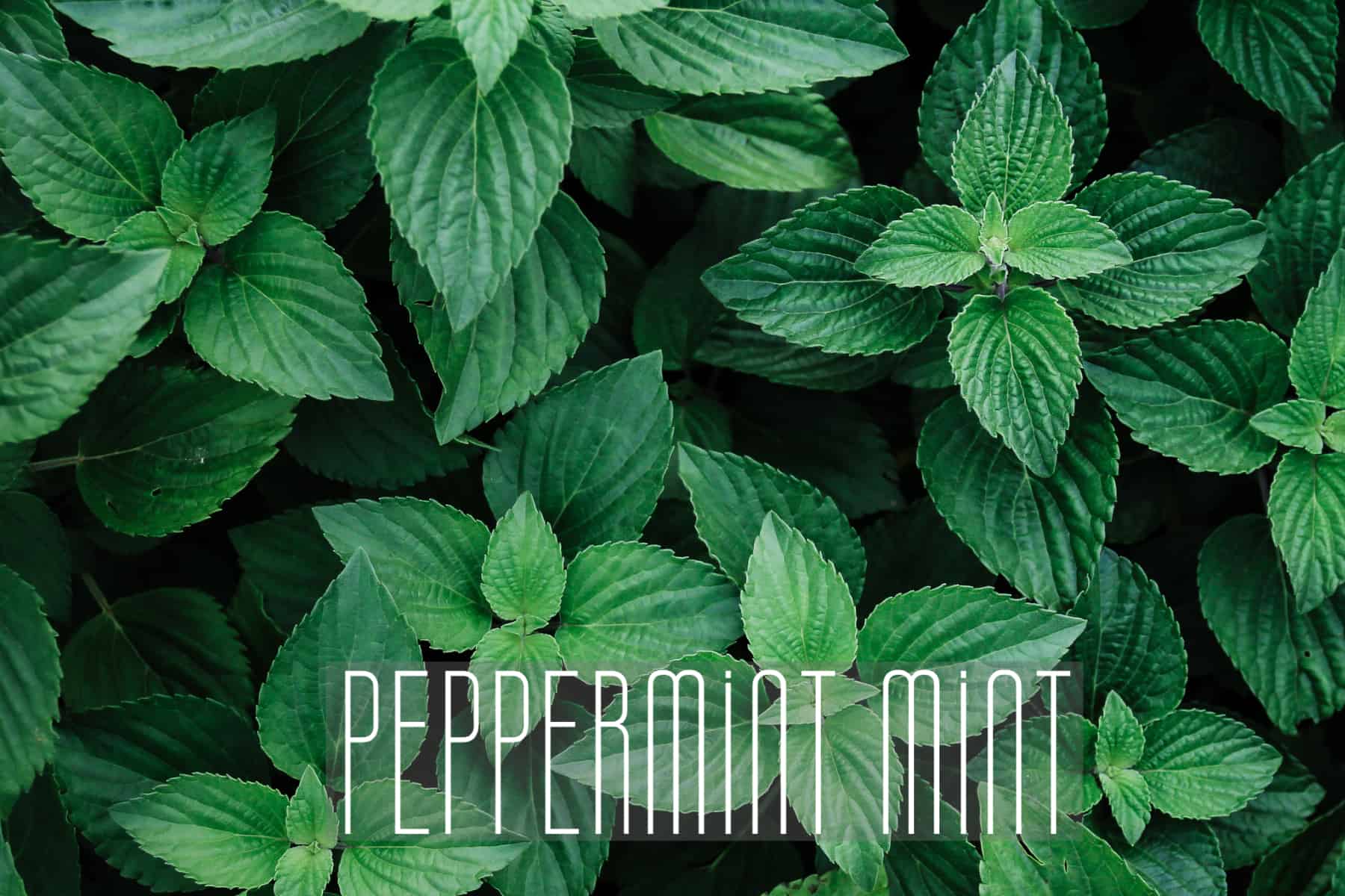 Peppermint