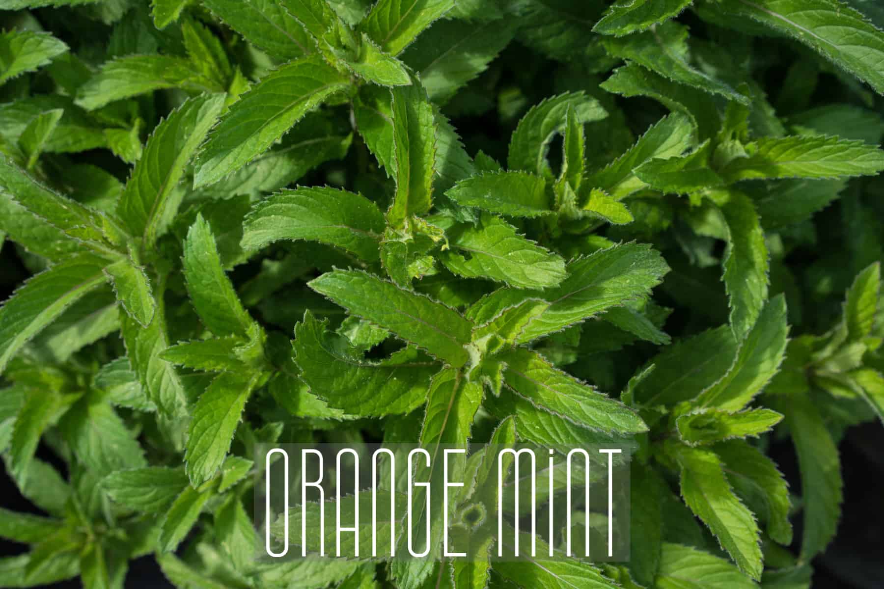 Orange Mint