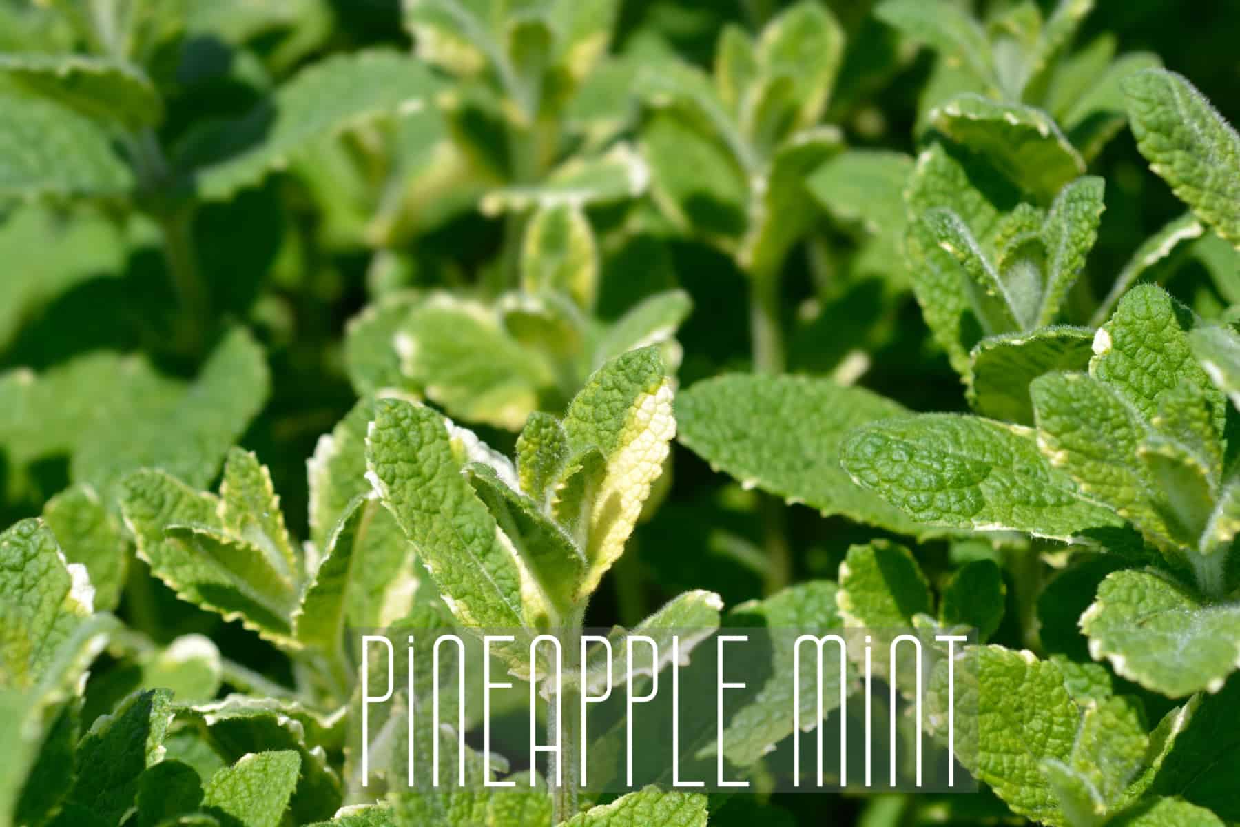 Pineapple Mint