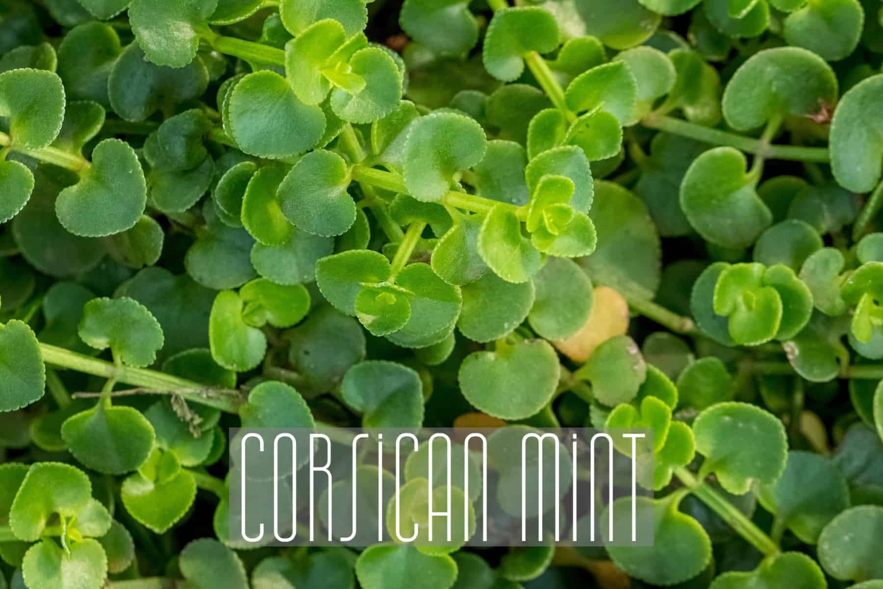 Corsican Mint