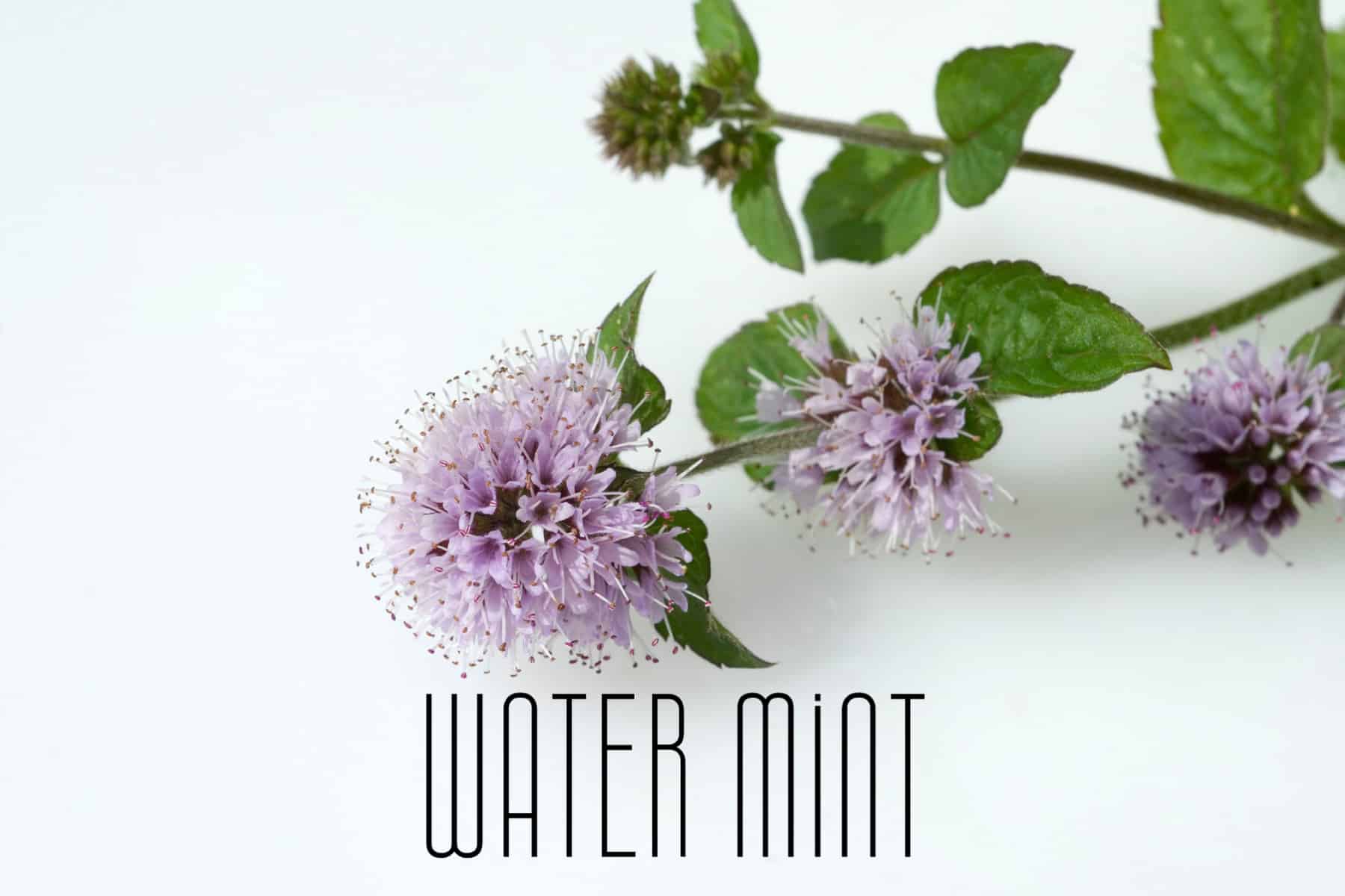 Water Mint