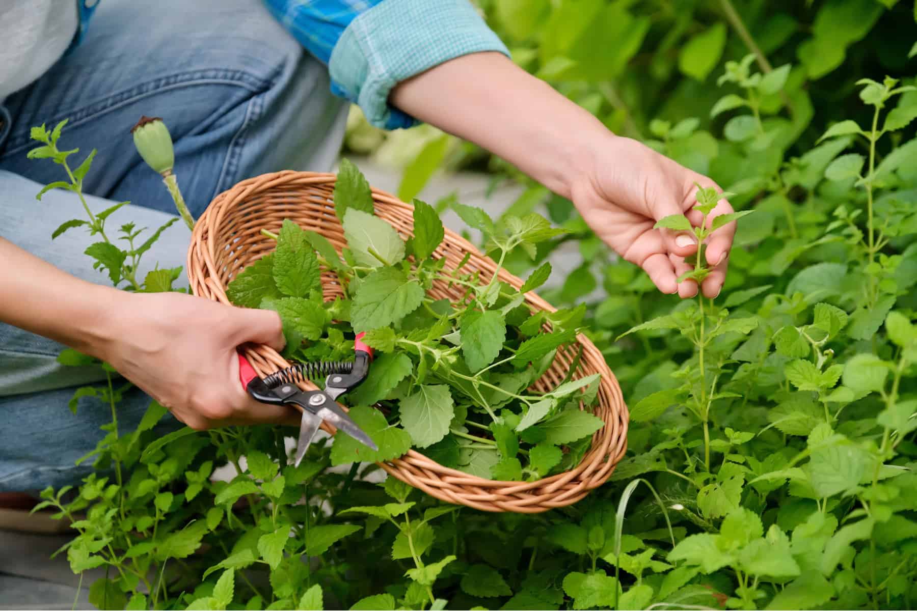 Harvesting Mint