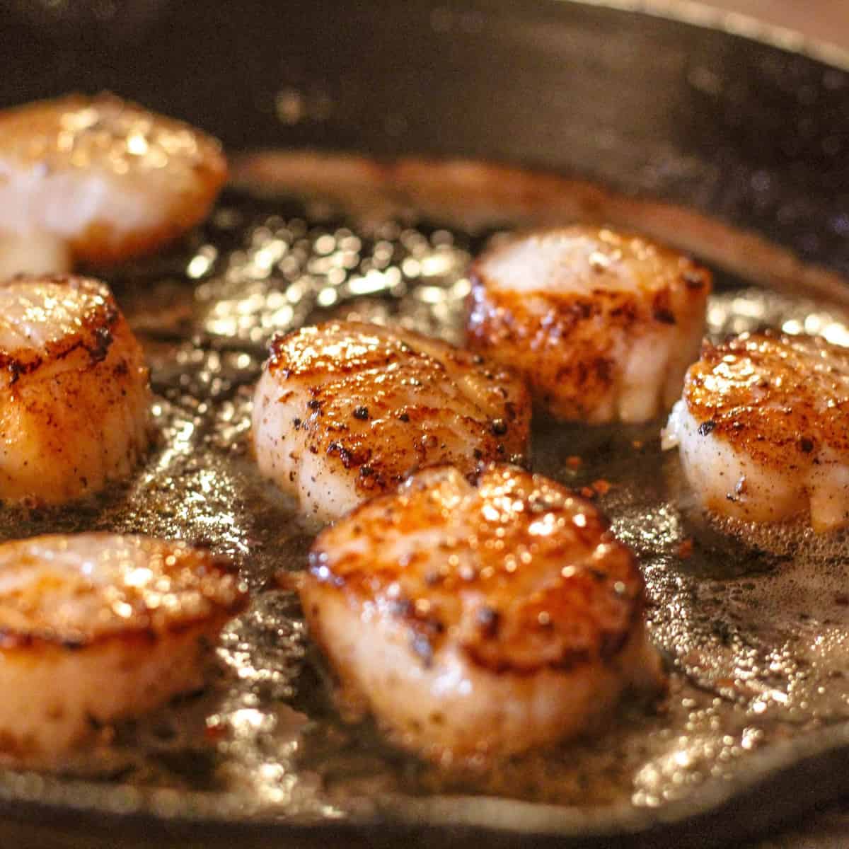 Scallops reheating in a pan