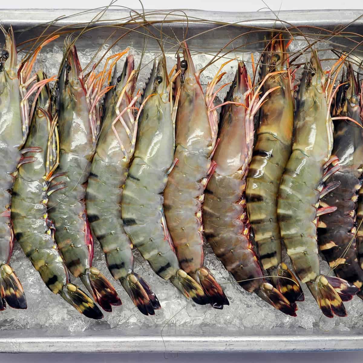 sheet tray of large head on tigger shrimp
