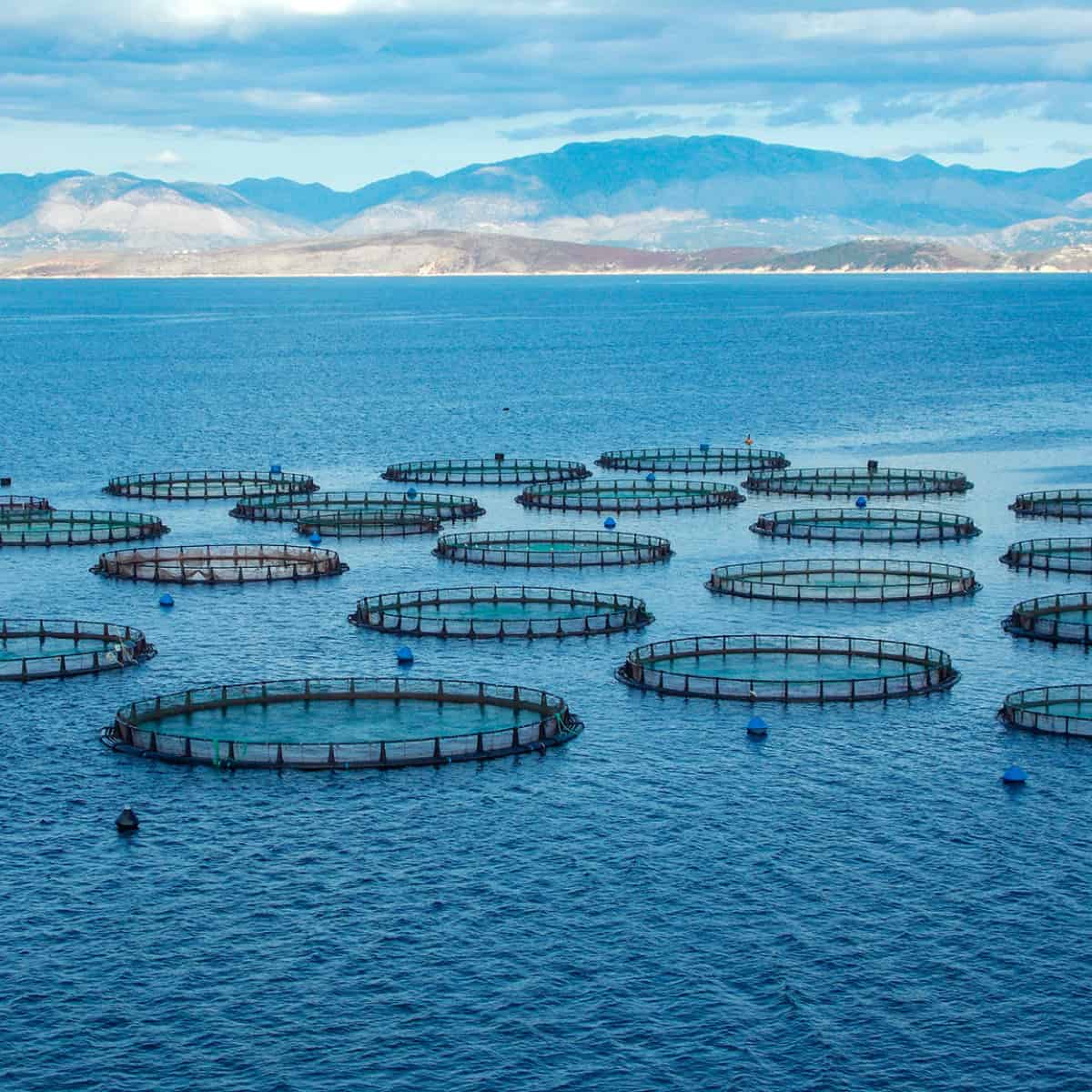 large circular netted ponds in open water for raising shrimp