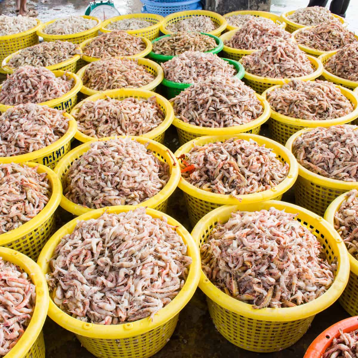 dozens of plastic baskets full of shrimp