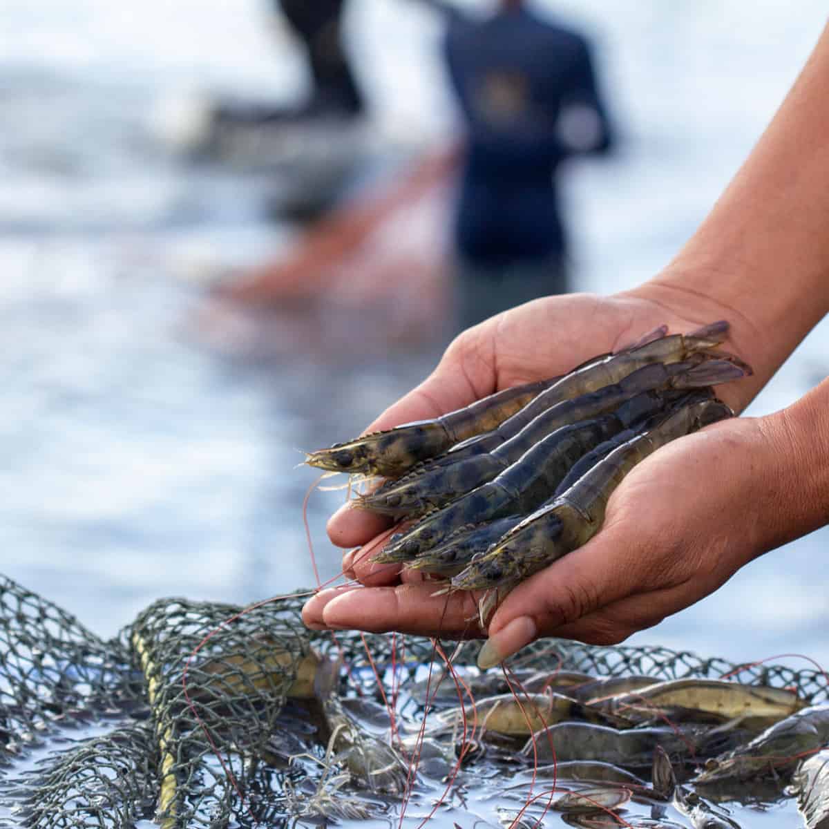 fresh caught head on shrimp held in hands of fisherman