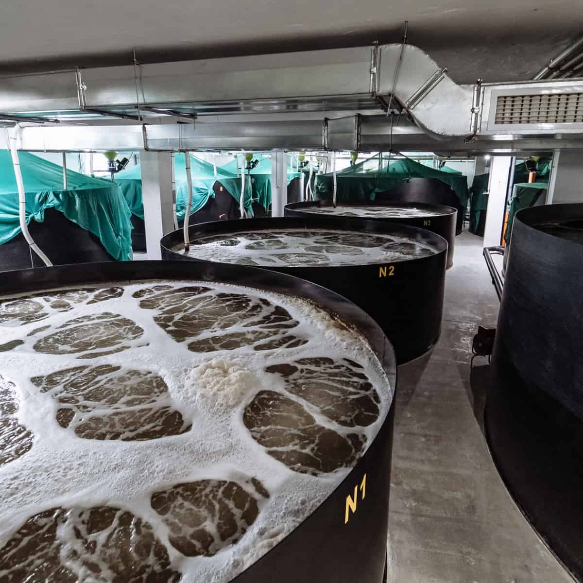 large indoor tanks circulating water for farm raised shrimp