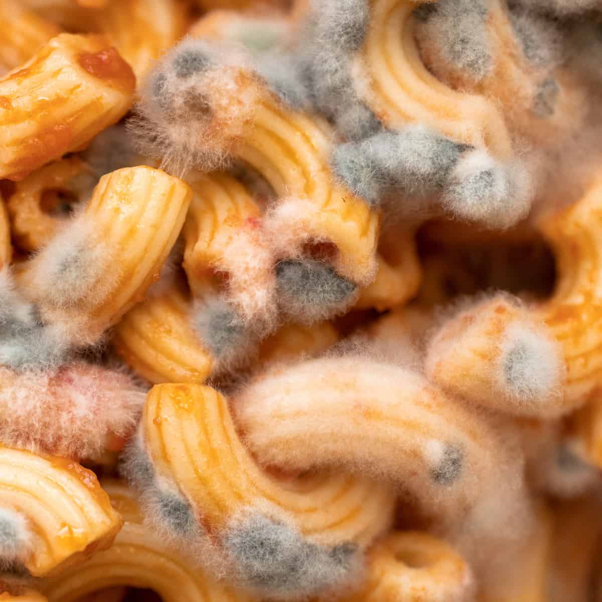 up close of elbow macaroni with red sauce growing mold